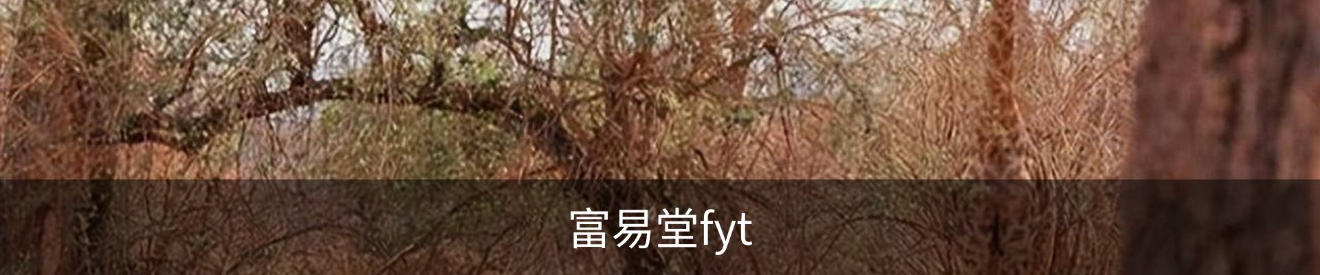 富易堂fyt
